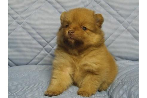 成約済の三重県のポメラニアン-86613の3枚目